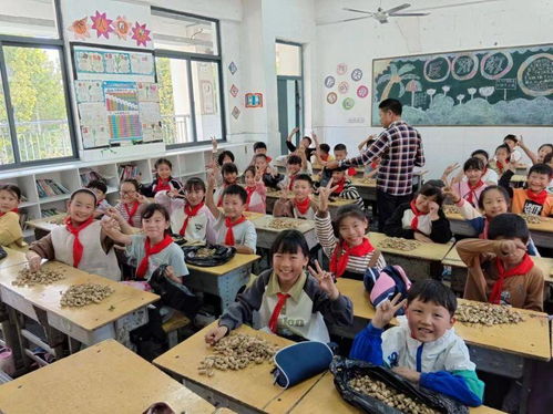 蒙城县王集乡中心学校 小学部 开展花生收获劳动实践活动